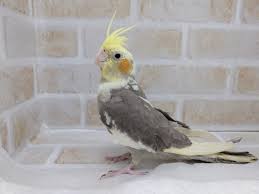 安心サイズ オカメインコ パイド 東京からもほど近い 千葉県 神奈川県 埼玉県でオカメインコ を販売するペットショップ