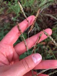 Image result for Paspalum plicatulum