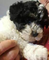 Havapoo puppies for sale in texas. Absolutely Adorable Havapoo Puppy For Sale In Bryan Texas Classified Americanlisted Com