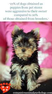 Dog puppies pet shop near me. Behaviour Problems In Puppies From Pet Stores