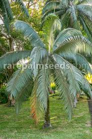 Image result for Dicoma galpinii