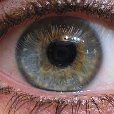 Check spelling or type a new query. Blue Green Eyes Pretty Eye Colors Eye Color