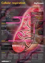 Cellular Respiration Diagram Cellular Respiration Biology Classroom Science Biology