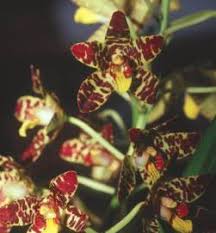 Image result for Ansellia