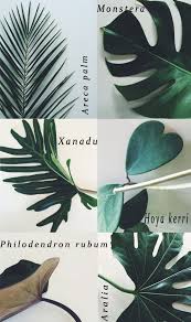 Botanical Inspiration Foliage Ihavethisthingforfoliage Plants Planting Flowers Indoor Plants