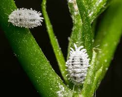 Image result for Mealybug cucumber