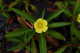 Image result for Ludwigia adscendens