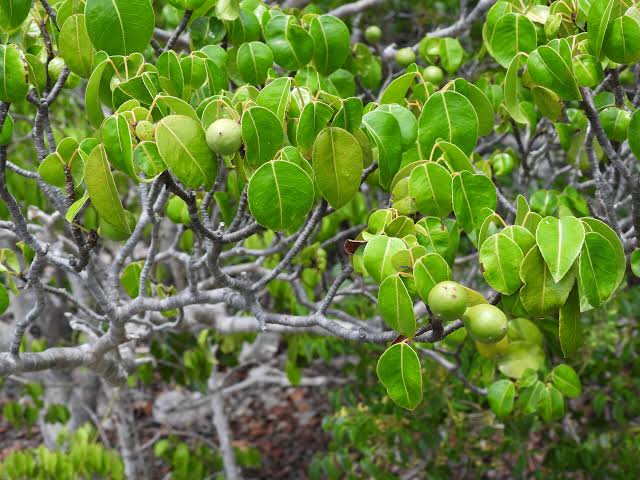 Hippomane mancinella - Leon Levy Native Plant Preserve