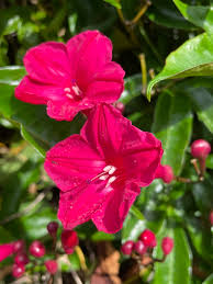 Image result for Ipomoea horsfalliae