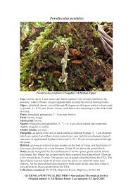 Image result for Porodisculus pendulus