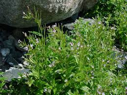 Image result for Epilobium