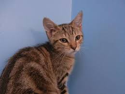Thank you for your interest in volunteering with central oklahoma humane society! This Adorable Little Kitten Is Playful And Sweet Play Is An Important Part Of Little Kittens Humane Society Kitten