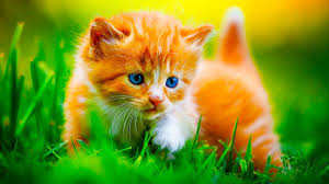 After being born, kittens display primary altriciality and are totally dependent on their mother for survival. Cat Looking Out For Kittens Safety Cute And Funny Cats Videos 2019 Animals Doing Things Youtube
