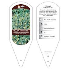 Image result for Haumaniastrum prealtum