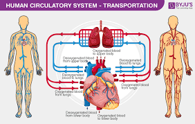 Human Circulatory System Circulatory System Organs Diagram