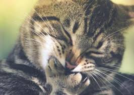 Fleas will jump from a cat to a human. Flea And Tick For Cats Get Information And Treatment Rau Animal Hospital