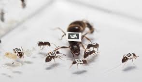 They are more than half of all known living species. In Social Insects Researchers Find Clues For Battling Pandemics Innovation Smithsonian Magazine