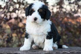 Check spelling or type a new query. Mini Bernedoodle Tri Male Rochester Hills Michigan