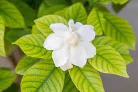 If Your Gardenia S Leaves Turn Yellow And Drop Aside From The Normal Aging Process Of Its Leaves This May Be Caused By Gardenia Plant Yellow Leaves Gardenia