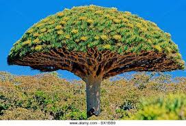 Pin On Dracaena Cinnabari