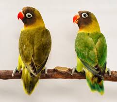 We did not find results for: Harga Lovebird Spangle Lovebirds Lover