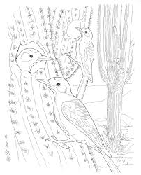 Desert Habitats Colouring Pages Bird Coloring Pages Animal Coloring Pages Cute Coloring Pages