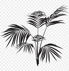 Aitutaki lagoon wallpaper beaches nature. Black Palm Leaves Png Image With Transparent Background Toppng