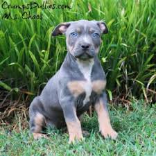 Here at hogglinetx we carry the most . Xl Xxl Pitbull Puppies For Sale Bully Xl Top Musclar