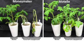 Image result for tomato seedling fusarium wilt