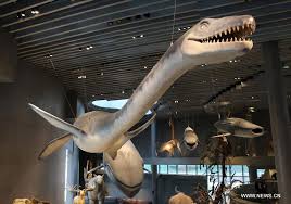Image result for shanghai natural history museum