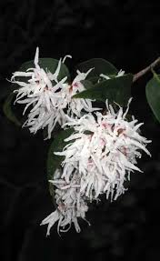 Image result for Chironia laxiflora