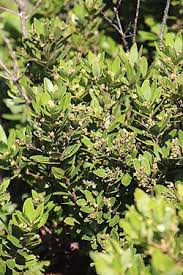 Image result for Gerrardinaceae