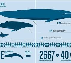 40 complete whales of the world chart