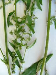 Image result for Atriplex patula