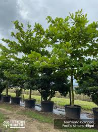 Image result for Terminalia