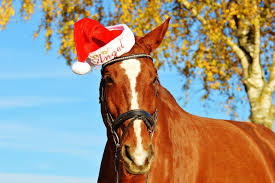 For women, kids and men. Last Minute Christmas Gifts For Horse Owners Pegasus Finance Pegasus Finance