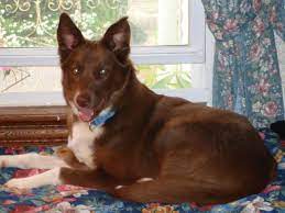 Coco Border Collie Red Husky Mix Red Husky Domestic Dog Husky Mix