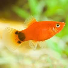 Ikan hias kecil tanpa oksigen. Ikan Ikan Ini Bisa Di Pelihara Di Aquarium Tanpa Oksigen Lovedfish
