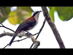 Indonesia mempunyai jutaan spesies langka yang patut menjadi kebanggaan buat kita. Pin En Canto De Pajaros