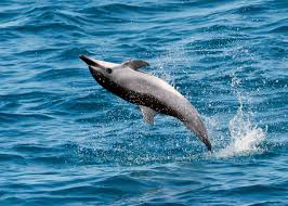 Refuse Aquarium Shows Teach Children About Respecting Life With Freedom And Wisdom Dolphins Whale Cetacean