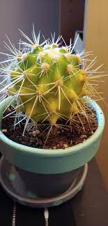 The plant could be saved by hydrating the plant, and giving the plant fertilizer. Help My Cacti Is Turning Yellow And Brown In Spots Is He Dying Plantclinic