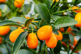 The kumquat produces best after long, hot summers, making it perfect for growing in miami gardens. What Is A Kumquat Tree Home Stratosphere