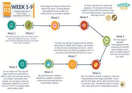 63 Clean Pregnancy Food Chart Week By Week Tamil