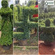 Image result for Malpighia