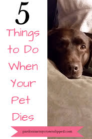 5 Things To Do When Your Pet Dies In 2020 Pet Grief Losing A Pet Your Pet