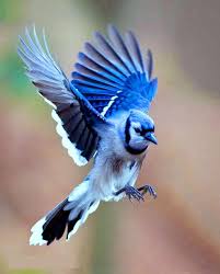 Pin By Mustafa Kara On Animales Birds Flying Blue Jay Bird Beautiful Birds