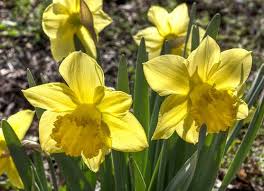 Pin By Katie St John Shin On Flowers Birth Flowers December Birth Flower Narcissus Flower