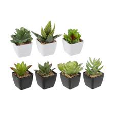 If you've read any of my posts then you know i love succulents. Small Green Plastic Artificial Succulent Plants In Mini Plastic Pots Random Style 1pc Pack Walmart Canada