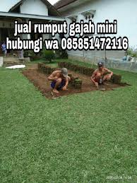 Sesuai namanya, jenis rumput gajah mini adalah varian jenis rumput gajah yang berukuran lebih kecil. Pengiriman Rumput Gajah Mini Tanah Taman Dan Pupuk Organik Di Sidoarjo Tahun 2021 Rumput Taman Malang