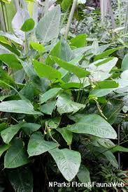 Image result for Marantochloa congensis